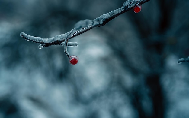 Inverno de chuva congelante Gelo e neve no galho após Chuva congelante Ramo totalmente encapsulado em esmalte de gelo Fundo sombrio de inverno