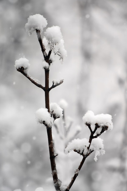 Inverno de galho de árvore nevado