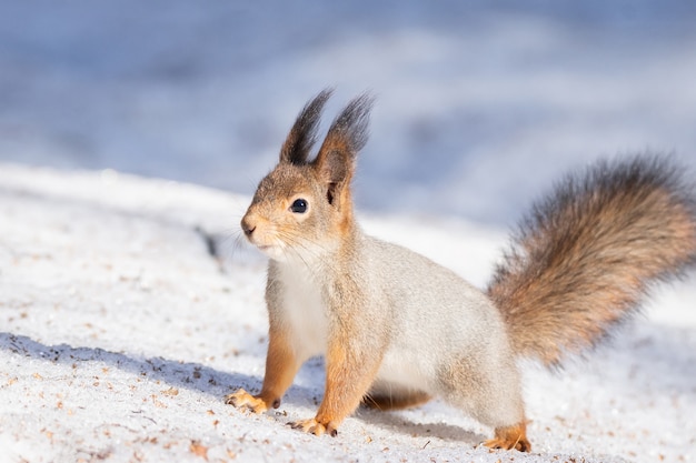 Foto inverno de neve esquilo