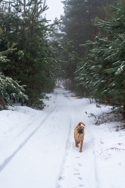 Inverno de Shar Pei na floresta conífera.