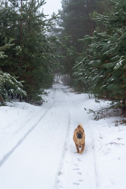 Inverno de Shar Pei na floresta conífera.