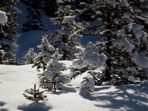 Inverno em San Juan Mointains, Colorado.