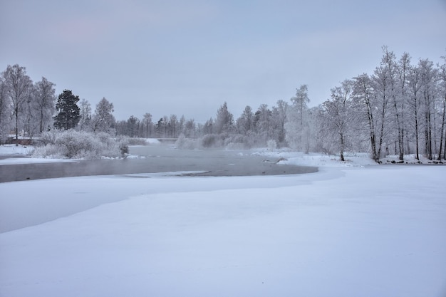 Inverno em uma floresta de abetos abetos cobertos com neve fofa branca Foco seletivo Paisagem de inverno