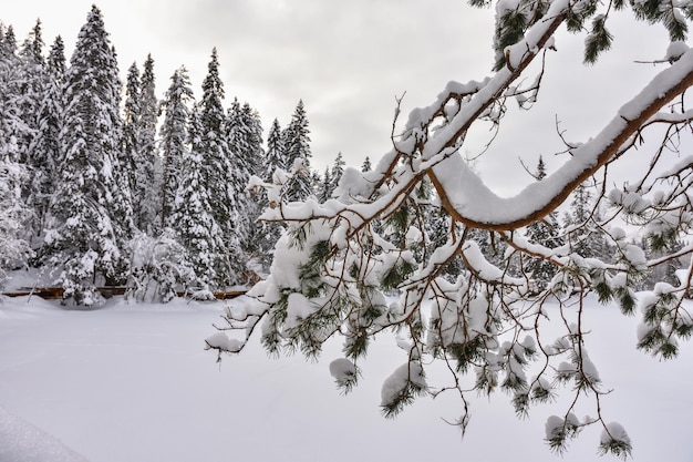 Inverno em uma floresta de abetos abetos cobertos com neve fofa branca Foco seletivo Paisagem de inverno