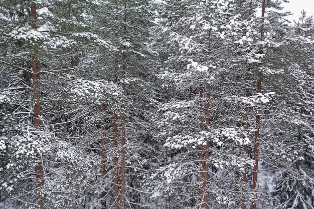 inverno em uma paisagem de floresta de pinheiros, árvores cobertas de neve, janeiro em uma visão sazonal de floresta densa