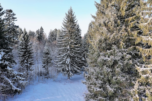 inverno em uma paisagem de floresta de pinheiros, árvores cobertas de neve, janeiro em uma visão sazonal de floresta densa