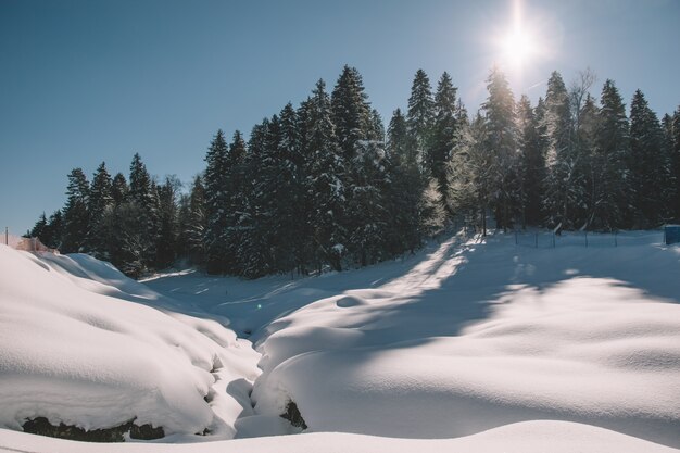 Inverno ensolarado na floresta