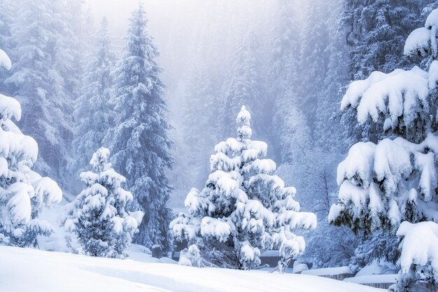 Foto inverno fabuloso floresta de abetos nas montanhas as árvores estão enterradas em neve fresca e nevoeiro