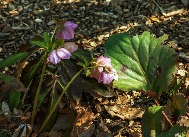 Inverno floresce alegre rosa e castanho manchado hellebore flores em um jardim ensolarado