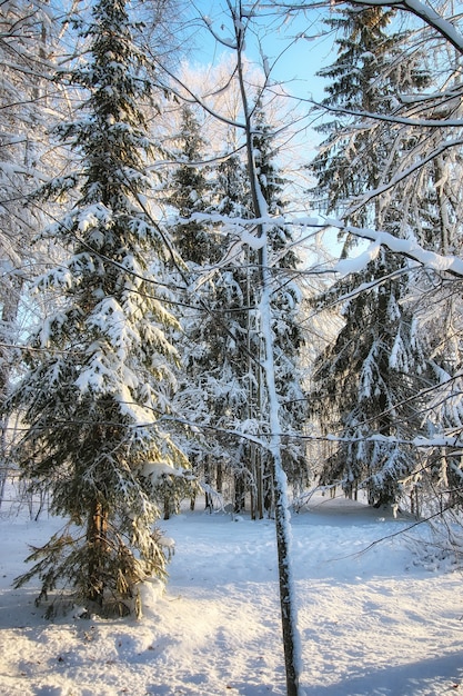 Inverno floresta paisagem luz solar neve