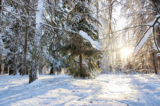 Inverno floresta paisagem luz solar neve