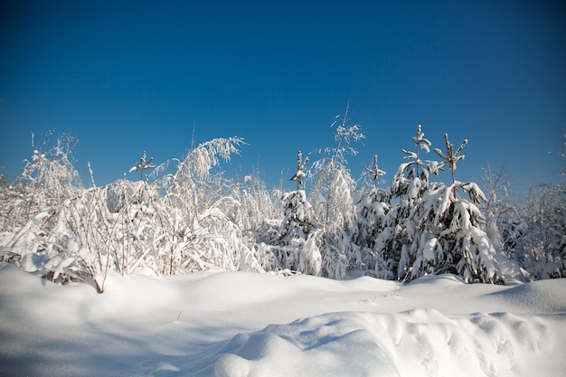 Inverno frio com neve na floresta