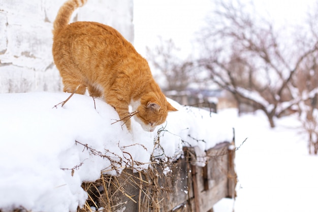 Inverno. gato vermelho pulando na neve