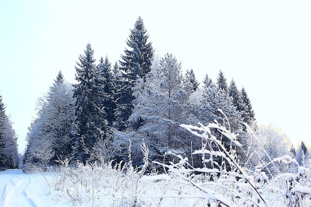 Inverno na aldeia russa / paisagem de inverno, floresta na Rússia, árvores cobertas de neve na província