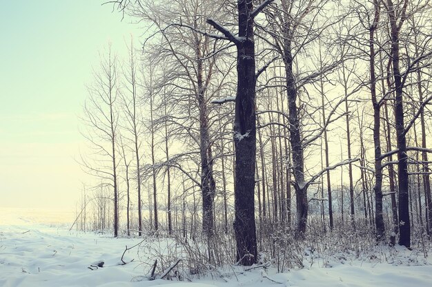 Inverno na aldeia russa / paisagem de inverno, floresta na Rússia, árvores cobertas de neve na província