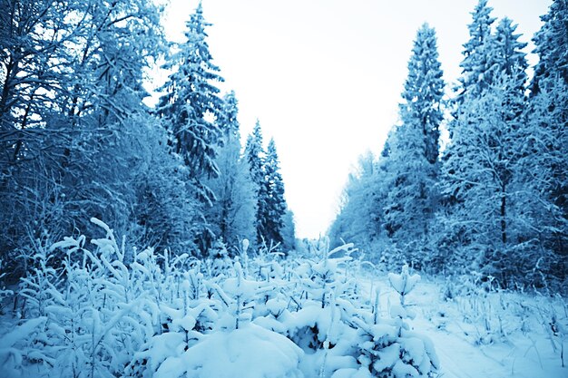 Inverno na aldeia russa / paisagem de inverno, floresta na Rússia, árvores cobertas de neve na província