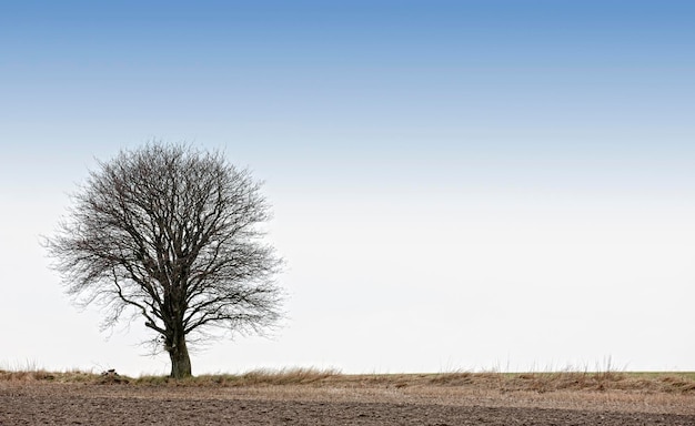 Inverno na Dinamarca Uma foto da paisagem de inverno