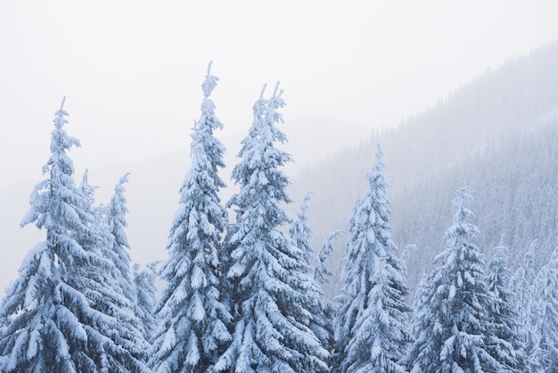 Inverno na floresta de abetos