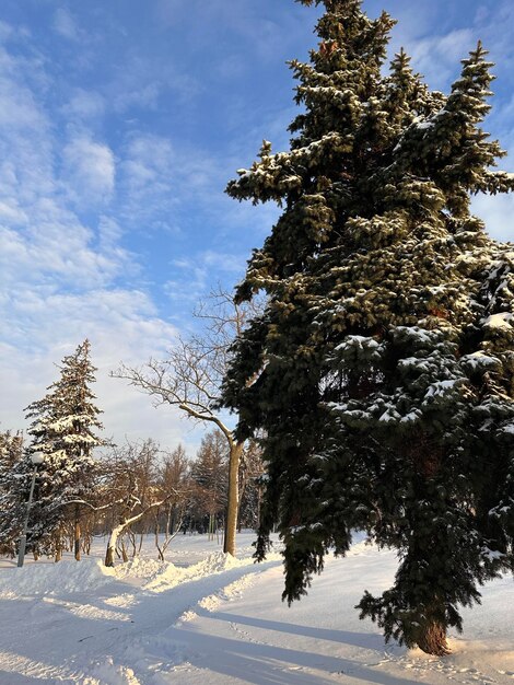 Inverno na floresta