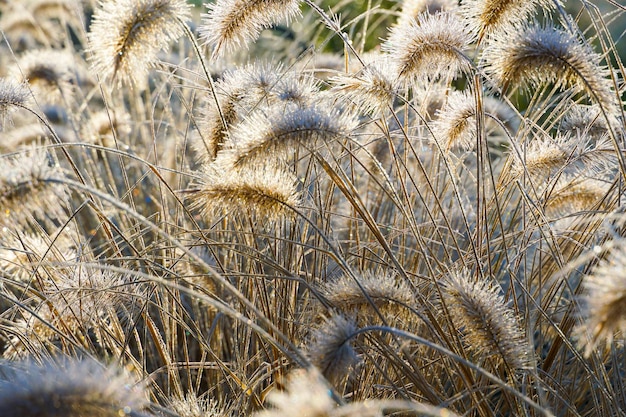 Inverno na lagoa em lindo jardim natural