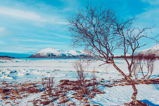 Inverno na noruega paisagem