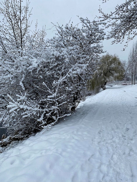 Inverno no parque muita neve na árvore