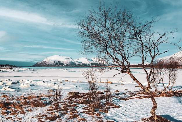 Inverno noruega paisagem