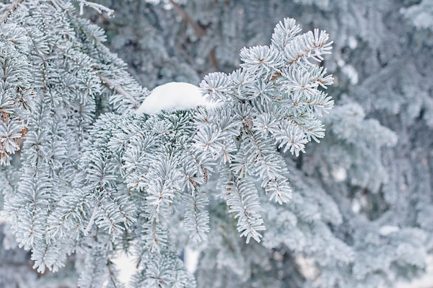 Inverno. Árvore verde abeto em geadas e neve