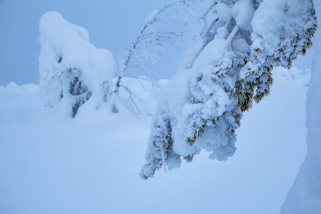 Inverno. Um ramo de abeto coberto com uma espessa camada de neve