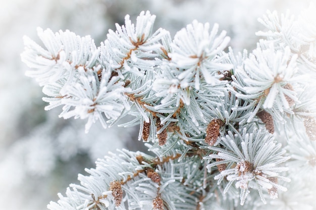 Inverno. Uma árvore conífera no gelo e na neve