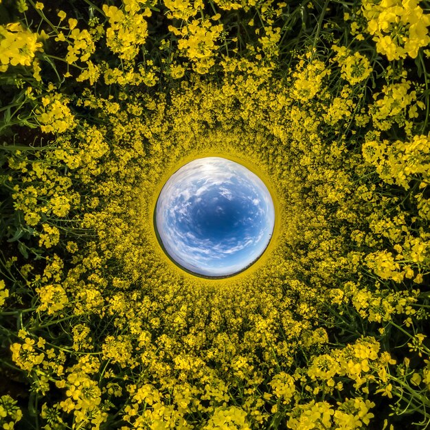 Foto inversão da transformação do pequeno planeta do panorama esférico 360 graus vista aérea abstrata esférica no campo de colza com lindas nuvens incríveis curvatura do espaço