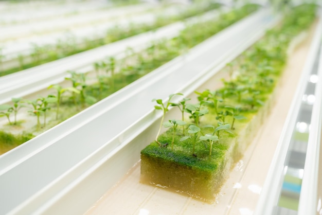 Investigación agrícola de plantas de interior en laboratorio, tecnología de naturaleza verde en biología de ciencias agrícolas