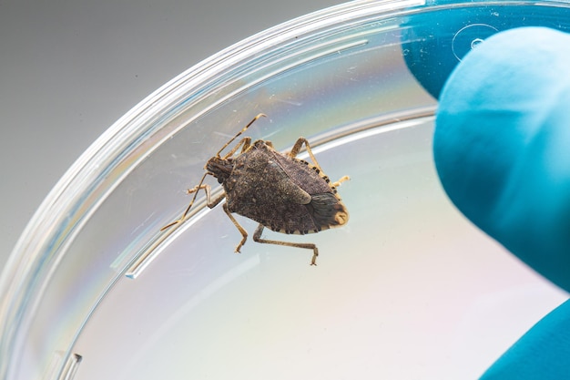 Investigación científica de Brown Marmorated Stink Bug Halyomorpha halys