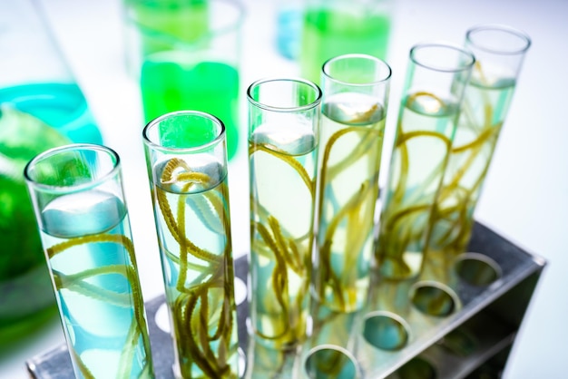 Investigación de laboratorio de algas verdes, tecnología de energía alternativa de biocombustibles, concepto de biotecnología