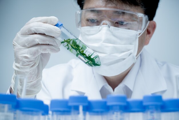 Investigador masculino asiático investigando muestras de plantas en el laboratorio.