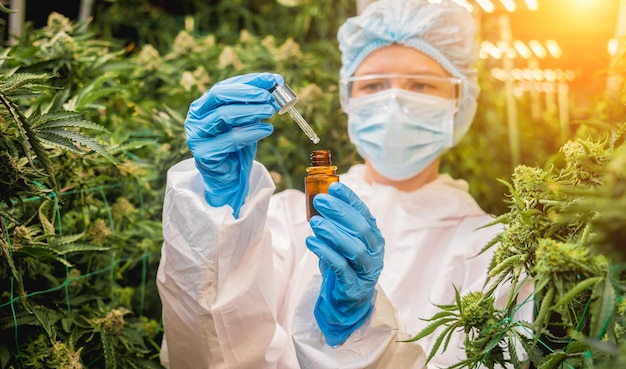 Una investigadora examina el aceite de cannabis en un invernadero