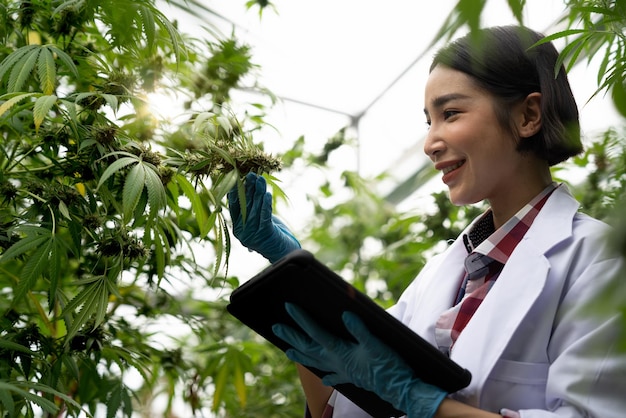 Investigadoras científicas examinan la licencia de cannabis y registran el resultado en una tableta digital Experimentos de cultivo de cannabis y el cultivo legal de plantas de cannabis