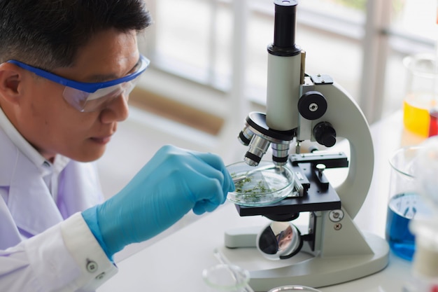 Investigadores asiáticos tailandeses colocan hierbas en un plato de vidrio intencionalmente para su investigación y observación microscópica en el laboratorio.