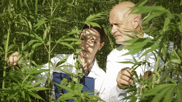 Foto investigadores expertos que verifican las plantas de cannabis sativa en un campo de agronomía de cáñamo y concepto de medicina alternativa