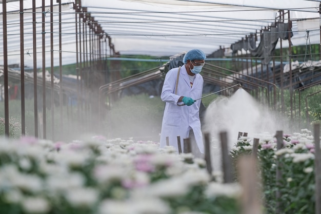 Investigadores masculinos inyectan fertilizante en parcelas experimentales de crisantemo