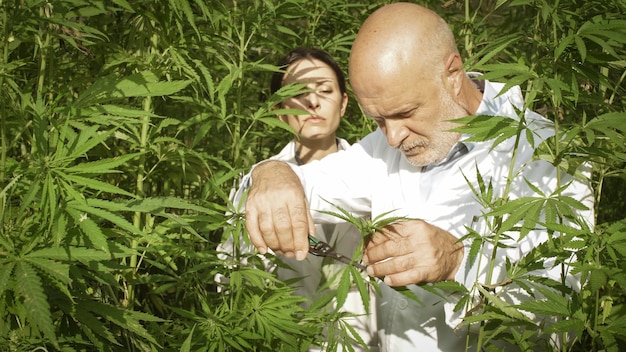 Foto investigadores profesionales que trabajan en un campo de cáñamo están comprobando plantas y recolectando muestras para pruebas científicas