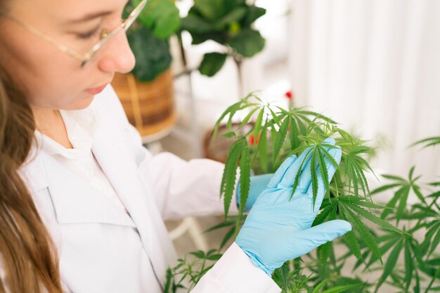 Investigadores profesionales que trabajan en una planta de cáñamo y revisan las hojas de ganja Investigación de marihuana Aceite de CBD el concepto de medicina alternativa a base de hierbas y concepto de cannabis