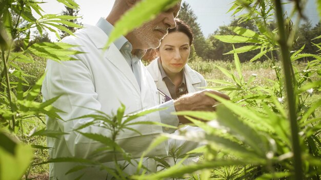 Investigadores revisando plantas de cáñamo en el campo