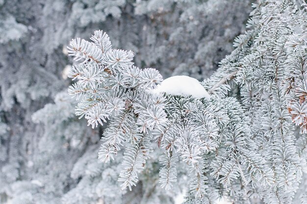 Invierno Un árbol conífero en escarcha y nieve.