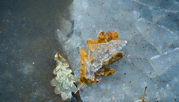 Invierno con arce otoñal Fondo de textura de hoja helada Hojas de arce congeladas en la nieve