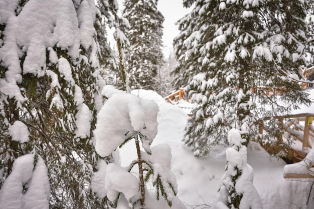 Invierno en un bosque de abetos abetos cubiertos de nieve blanca y esponjosa Enfoque selectivo Paisaje de invierno