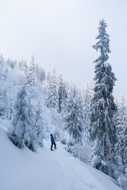 Invierno en el bosque de abetos de montaña