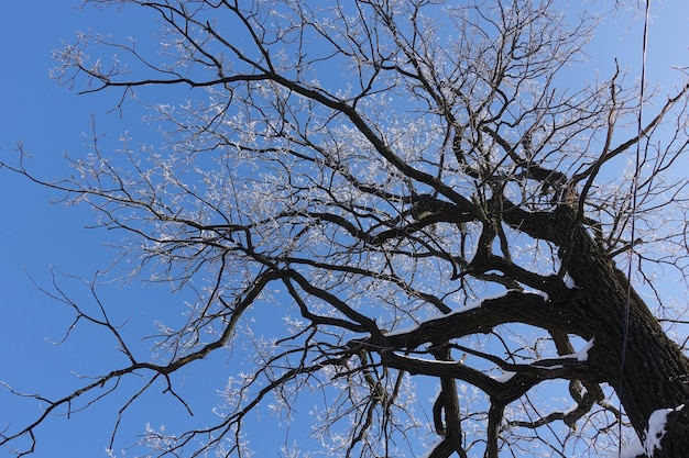 Invierno en el bosque El árbol está cubierto de nieve Hermoso paisaje invernal