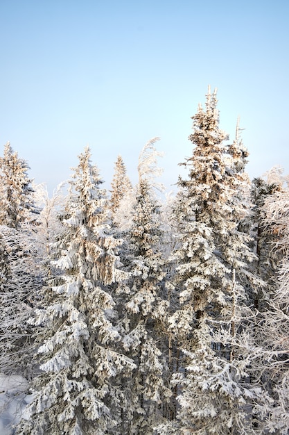 Invierno en el bosque y la montaña. Todos los árboles están cubiertos de nieve. Abeto en la nieve