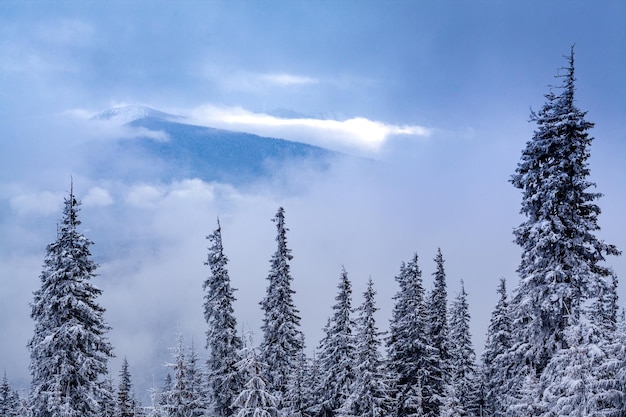 Invierno Bosque nubes Paisaje vista aérea árboles fondo Viaje paisaje sereno